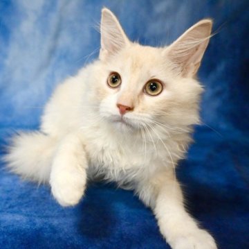 ノルウェージャンフォレストキャット【東京都・男の子・2023年3月16日・クリーム（ふわふわもこもこ）】の写真「毛量たっぷりのイケメン王子✨️両親共にチャンピオン」