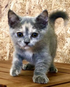 ブリティッシュショートヘア【東京都・女の子・2020年4月2日・ブルークリーム（短毛 ふわふわもこもこ❤）】の写真「両親共に優良血統✨ かなりの甘えん坊ちゃんです❤」