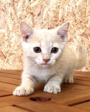 ブリティッシュショートヘア【東京都・男の子・2020年4月2日・クリームタビー（短毛 ふわふわもこもこ❤）】の写真「両親共に優良血統✨ かなりの甘えん坊ちゃんです❤」