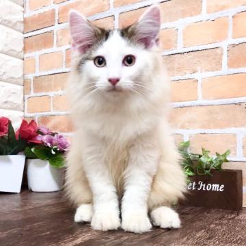 ノルウェージャンフォレストキャット【東京都・男の子・2022年7月27日・ブルータビー&ホワイト（ふわふわモコモコ）】の写真「12月20日までの期間限定価格です！」