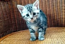 アメリカンショートヘア【東京都・女の子・2018年2月27日・シルバータビー】の写真1「白いお顔にクリクリお目目がとても愛らしい子です♡」