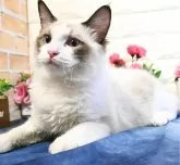 ラグドール【東京都・男の子・2024年7月16日・シールポイントバイカラー】の写真2