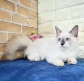 ラグドール【東京都・女の子・2024年4月19日・ブルーポイントバイカラー】の写真2