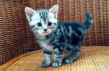 アメリカンショートヘア【東京都・女の子・2018年2月27日・シルバータビー】の写真2「額のM柄もくっきり出てます♡」