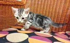 アメリカンショートヘア【東京都・男の子・2017年9月8日・シルバークラシックタビー】の写真3「綺麗なタビー柄がくっきり出てます♡」