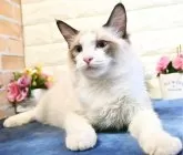 ラグドール【東京都・男の子・2024年7月16日・シールポイントバイカラー】の写真3