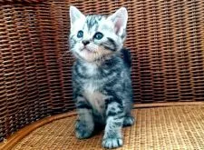 アメリカンショートヘア【東京都・女の子・2018年2月27日・シルバータビー】の写真4「好奇心旺盛でおもちゃを目で追うようになりました♡」