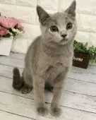 ブリティッシュショートヘア【東京都・男の子・2019年12月24日・ブリティッシュブルー】の写真4「骨格もしっかりしており、将来が楽しみですね✨」