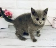 ブリティッシュショートヘア【東京都・女の子・2019年12月17日・ブリティッシュブルー】の写真4「骨格もしっかりしており、将来が楽しみですね✨」