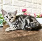 アメリカンショートヘア【東京都・男の子・2022年3月24日・シルバータビー】の写真4