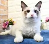 ラグドール【東京都・男の子・2024年7月16日・シールポイントバイカラー】の写真5