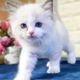 ラグドール【東京都・女の子・2024年9月16日・ブルーポイントバイカラー】の写真5