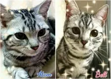 アメリカンショートヘア【東京都・男の子・2017年9月8日・シルバークラシックタビー】の写真5「パパはイケメン♡ママはかわい子ちゃん」