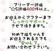 マンチカン(短足)【東京都・男の子・2025年6月27日・ブラウンマッカレルタビー】の写真2