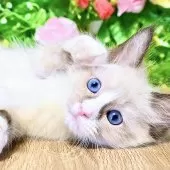 ラグドール【東京都・男の子・2025年7月6日・シールポイントバイカラー】の写真4