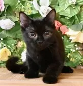 マンチカン(長足)【東京都・男の子・2025年8月4日・ブラックソリッド】の写真10