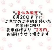 ノルウェージャンフォレストキャット【東京都・女の子・2025年5月15日・キャリコ】の写真2