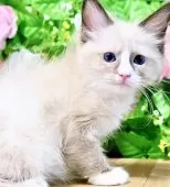 ラグドール【東京都・男の子・2025年7月6日・シールポイントバイカラー】の写真10