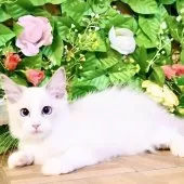 ラグドール【東京都・男の子・2025年8月8日・ブルーポイントバイカラー】の写真9