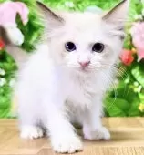 ラグドール【東京都・女の子・2025年7月6日・シールポイントバイカラー】の写真13