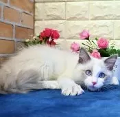 ラグドール【東京都・男の子・2024年9月16日・ブルーポイントバイカラー】の写真11