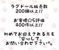 ラグドール【東京都・女の子・2025年8月20日・ブルーポイントバイカラー】の写真2