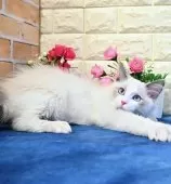 ラグドール【東京都・男の子・2024年9月16日・ブルーポイントバイカラー】の写真13