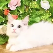 ラグドール【東京都・男の子・2025年8月8日・ブルーポイントバイカラー】の写真11