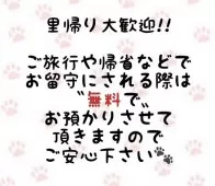 ラグドール【東京都・女の子・2025年8月20日・ブルーポイントバイカラー】の写真14