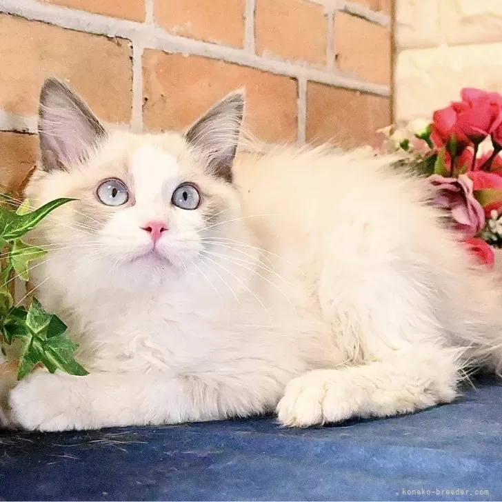 ID:2410-03424の子猫