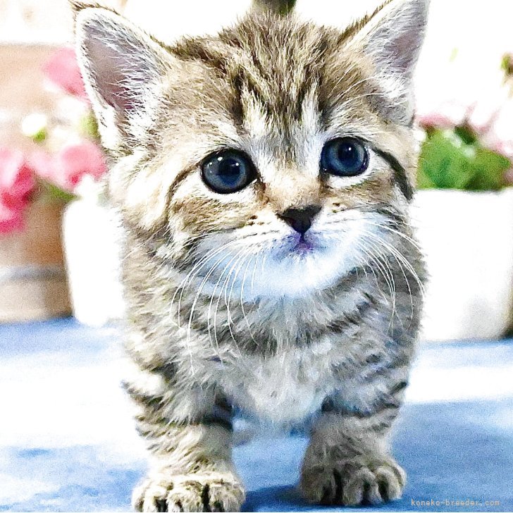 猫の時間 松波照慶 M8号 縦 かわいいネコちゃん 油彩画 4匹の猫