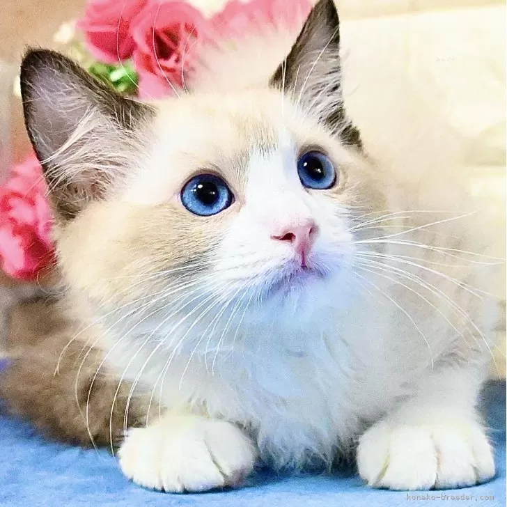 ID：2504-02908の子猫