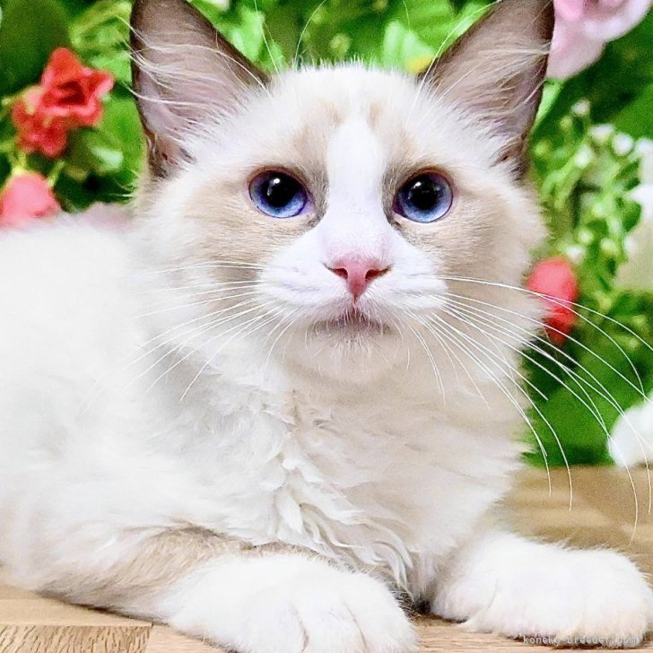 爆レア！8mmフィルム 拾った仔猫 TOKYO LILLI 爆レア！8mmフィルム 拾った仔猫 TOKYO LILLI Amazon.co.jp: JXK