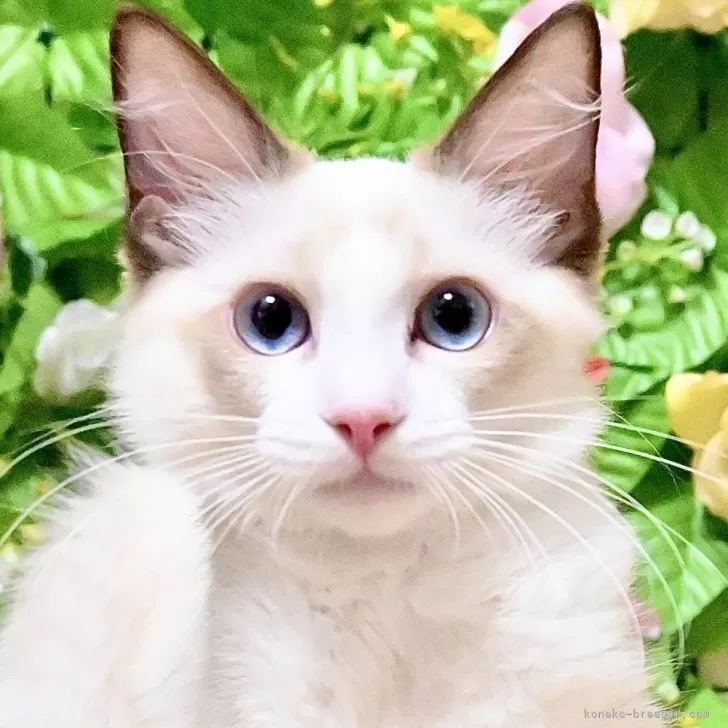 K.T 様のお迎えした子猫