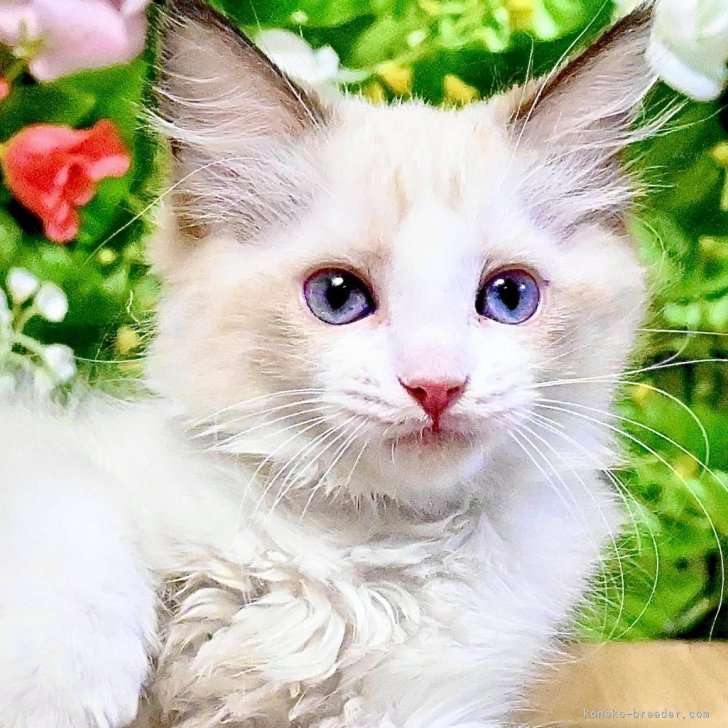 【カラーと香りが選べる】魅惑のねこちゃん【オーダーページ】@1250円+送料 カラーと香りが選べる】大人ねこちゃん【オーダーページ】@+送料