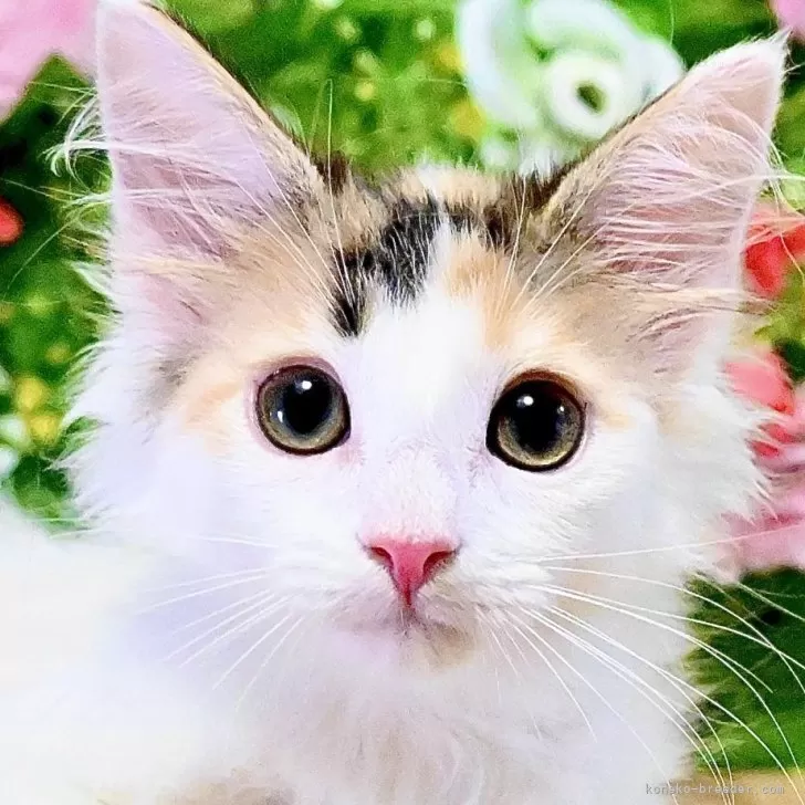 ID：2506-03227の子猫