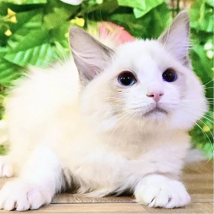 ラグドール【東京都・女の子・2025年8月20日・ブルーポイントバイカラー】の写真1