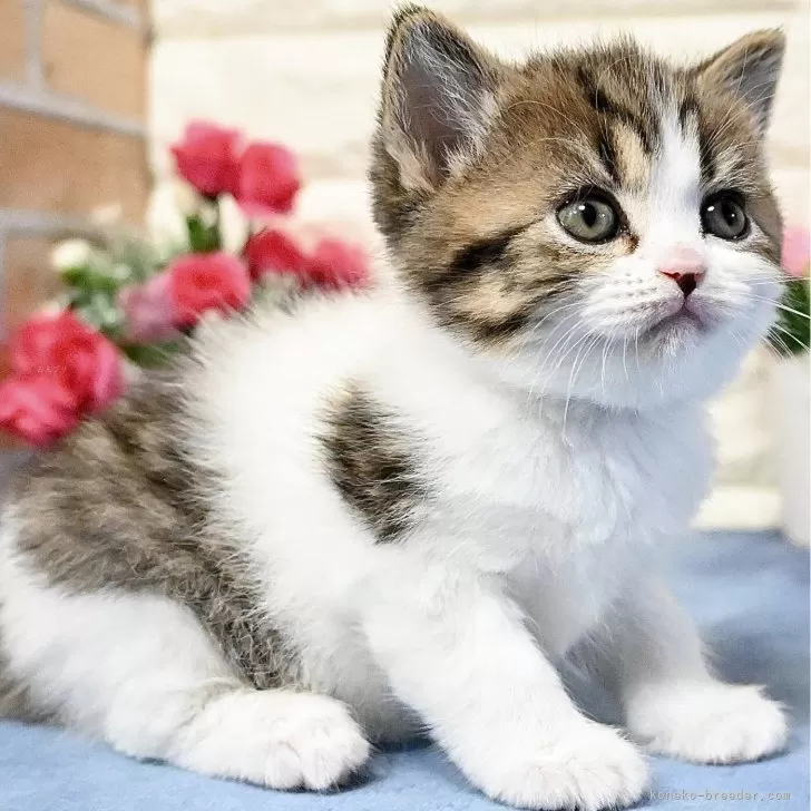 ID：2506-00747の子猫