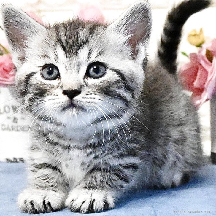 ■■ハーマン■■Tabby Cat/タビーキャット/猫/ねこ■■HERMANN バーマン【千葉県・女の子・2025年4月27日・シールトーティー