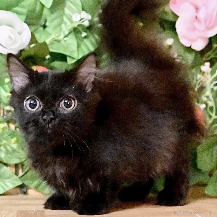 ケイ 様のお迎えした子猫