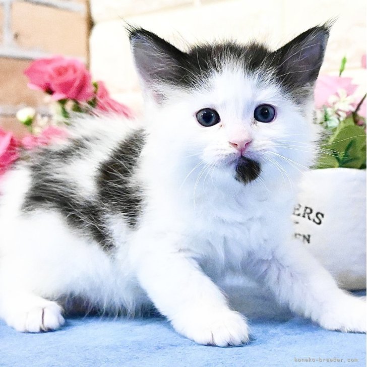 じゃれねこ『2月☆27 winter×ブルー系』 じゃれねこ『2月☆27 winter×ブルー系』