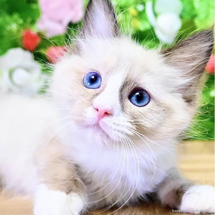 ラグドール【東京都・男の子・2025年7月6日・シールポイントバイカラー】の写真1