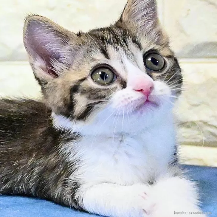 S.I 様のお迎えした子猫