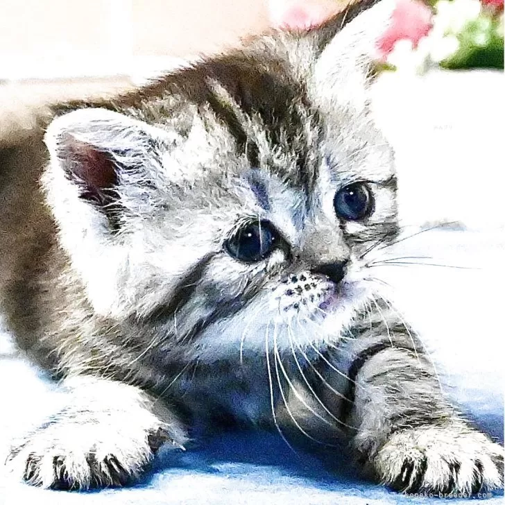 Y.M 様のお迎えした子猫
