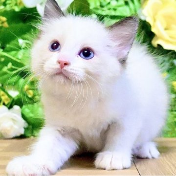 ラグドール【東京都・男の子・2025年8月5日・シールポイントバイカラー（ふわふわモコモコ💕）】の写真「まん丸ムチムチボディ︎💕︎︎チャンピオン血統🏆」