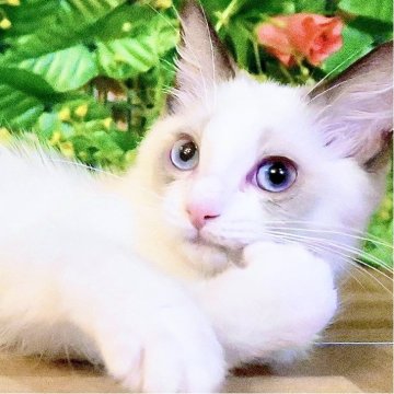 ラグドール【東京都・女の子・2025年8月5日・シールポイントバイカラー（ふわふわモコモコ💕）】の写真「ラグドールフェア開催🐾通常価格より10万円お値引」