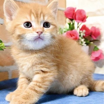 マンチカン(長足)【東京都・男の子・2025年4月30日・レッドタビー】の写真「まん丸お顔にまん丸お目目のキュートな王子様💕」