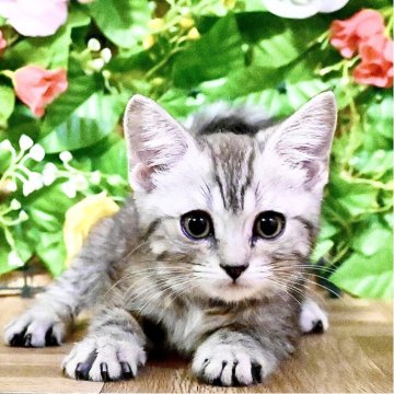 マンチカン(長足)【東京都・男の子・2025年10月2日・シルバーマッカレルタビー】の写真「Xmasフェア特別価格🎄ベタ慣れ超甘えん坊王子様」