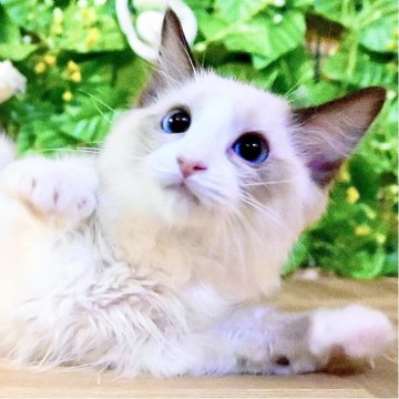 ラグドール【東京都・女の子・2025年8月20日・シールポイントバイカラー（ふわふわモコモコ💕）】の写真「Xmasフェア特別価格🎄ベタ慣れ超甘えん坊お姫様💕」