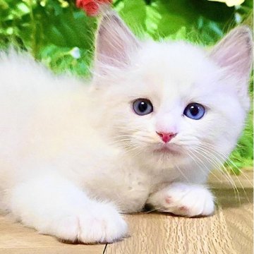 ラグドール【東京都・男の子・2025年8月8日・ブルーポイントバイカラー（ふわふわモコモコ💕）】の写真「まん丸ムチムチボディ︎💕︎︎チャンピオン血統🏆」